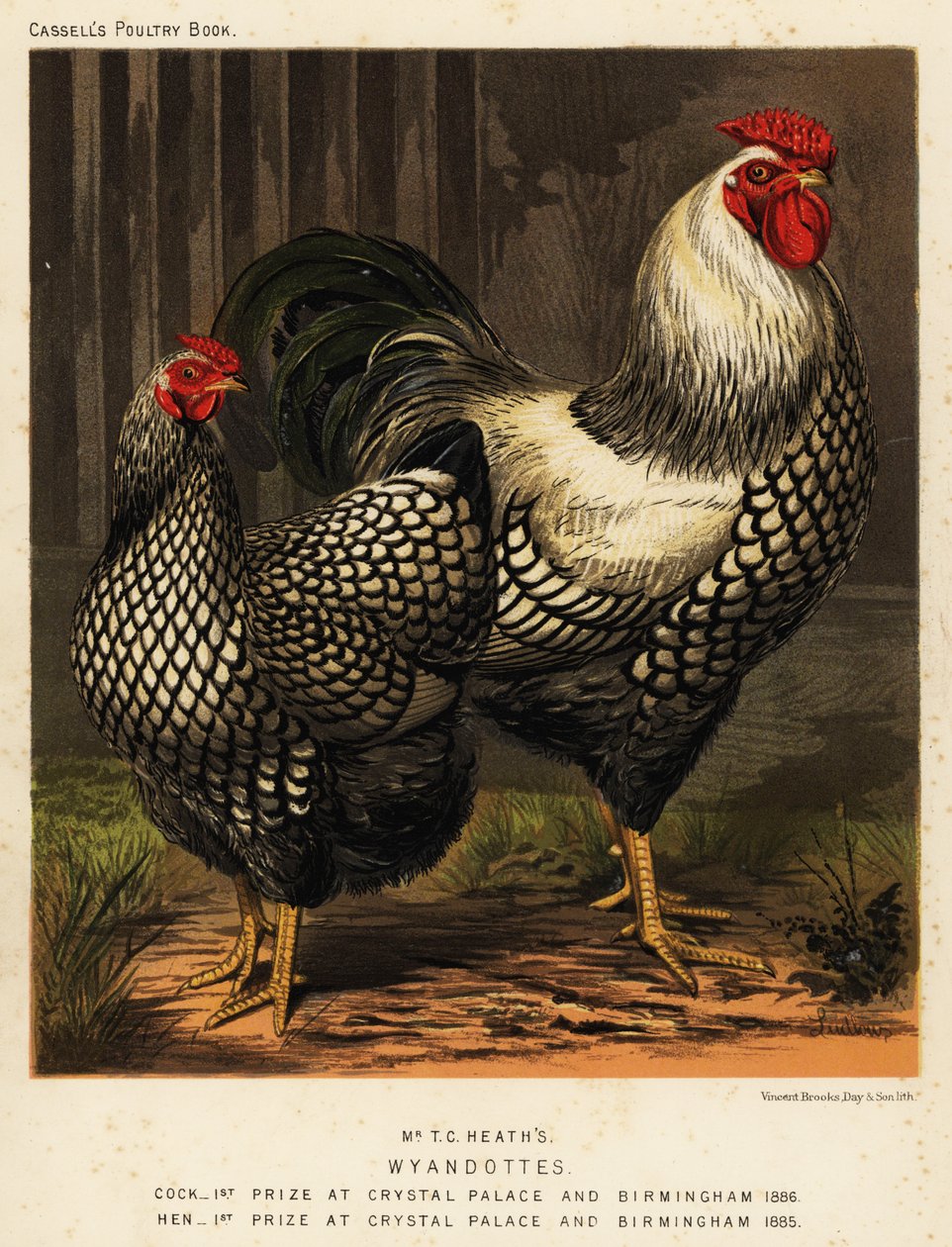 Amerikan Wyandotte tavukları by J. W. (after) Ludlow