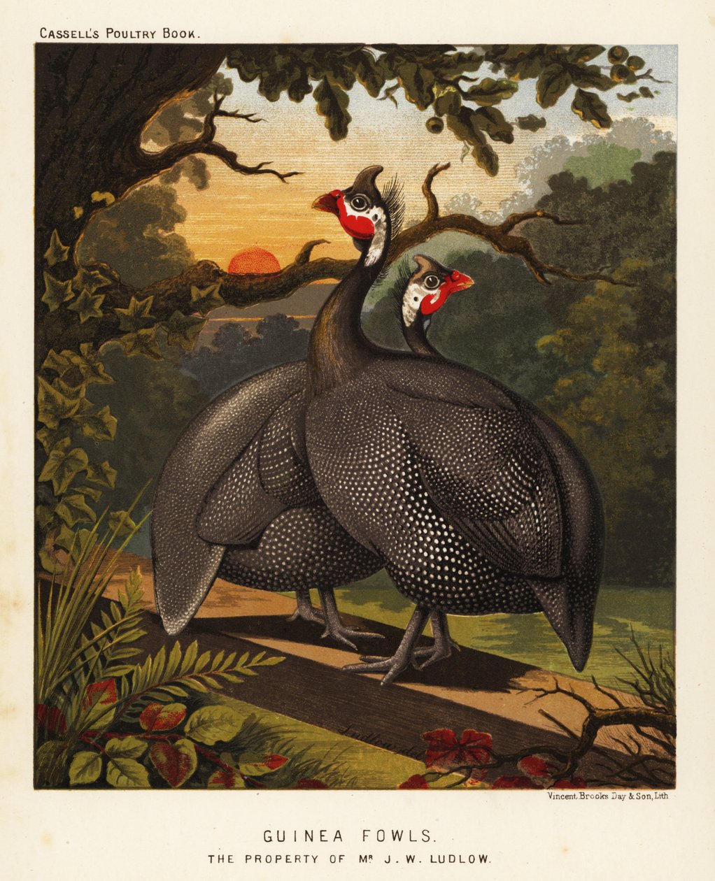 beç tavuğu by J. W. (after) Ludlow