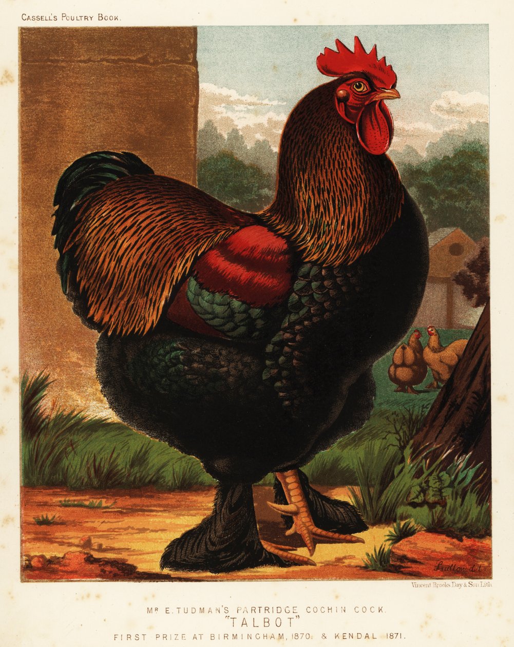 Keklik horoz by J. W. (after) Ludlow