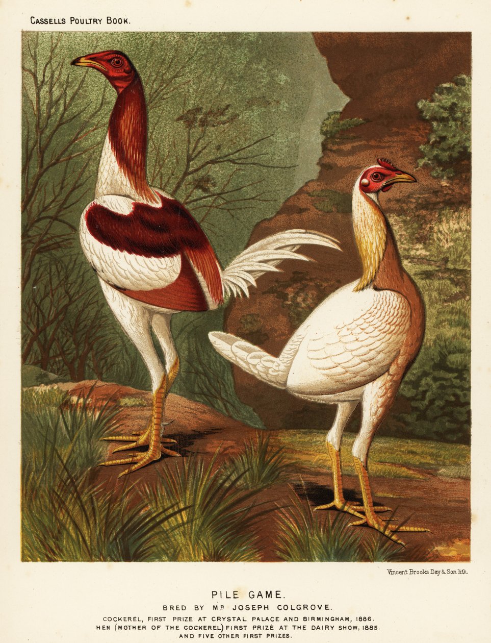 Kazık oyunu, horoz ve tavuk by J. W. (after) Ludlow