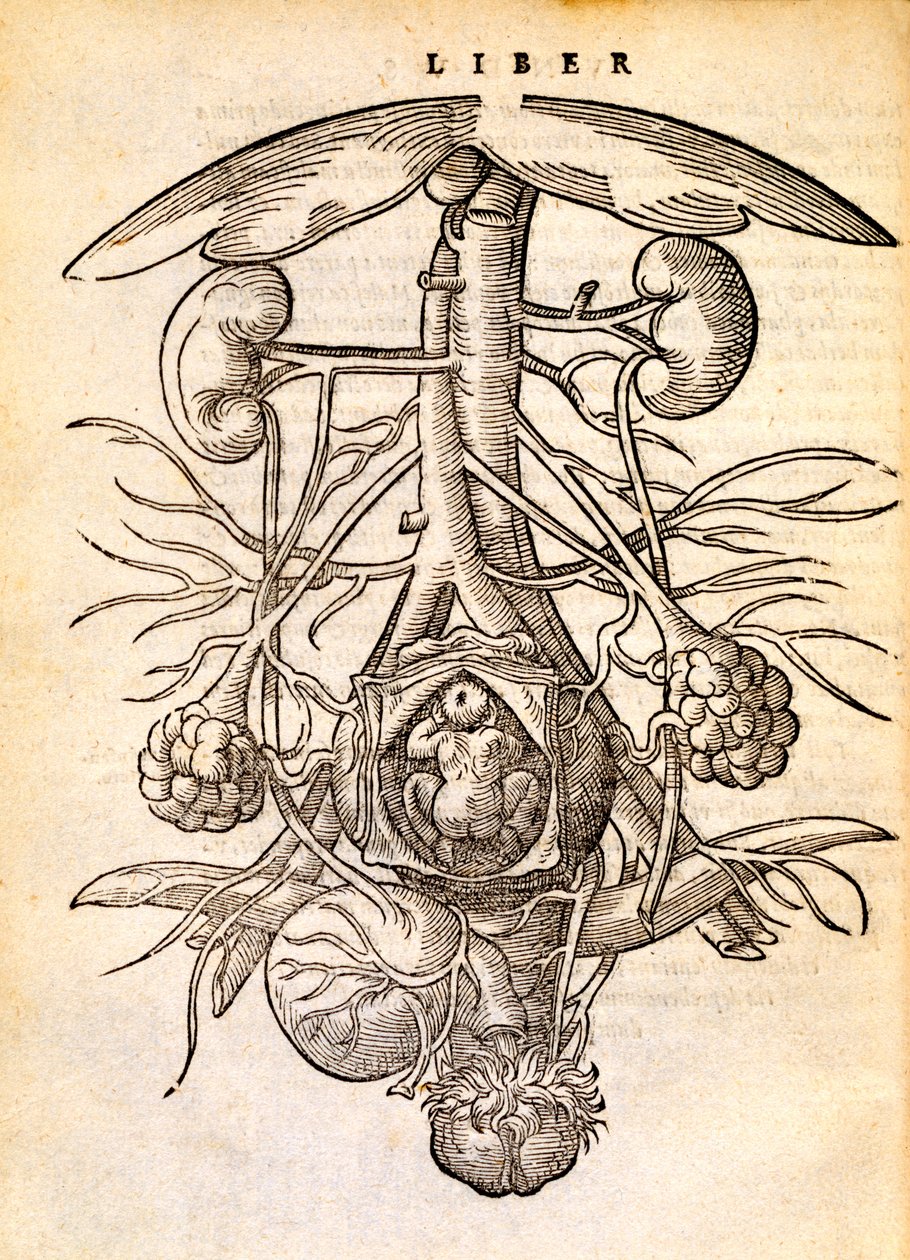 Hamile kadın üreme sistemi, 1554 by Jacob Rueff