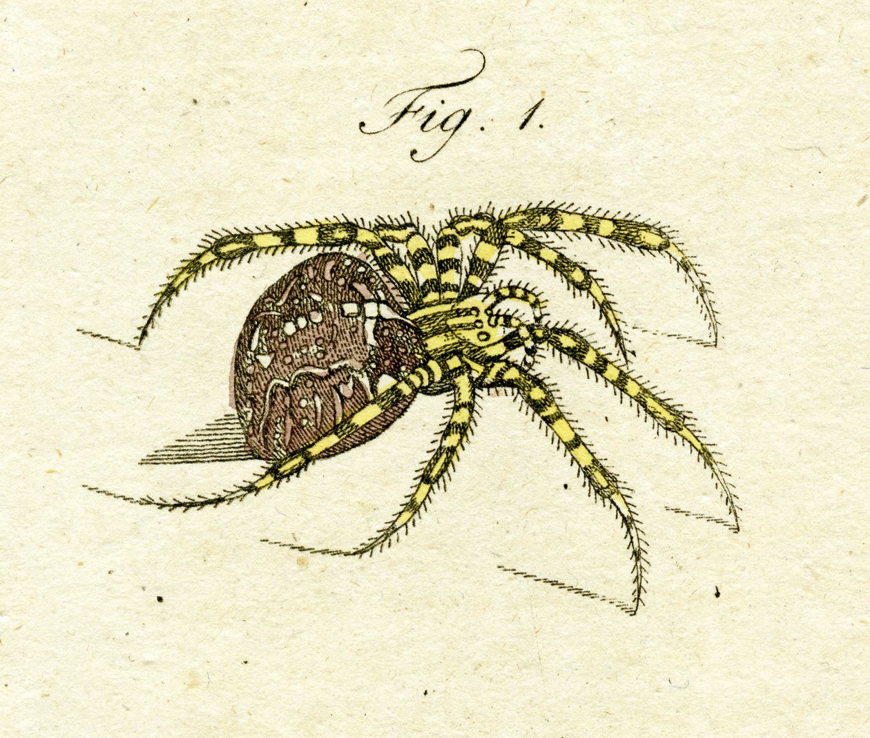 Örümcek çizimi, 1790 (el renkli gravür) by Jacob Xavier Schmuzer
