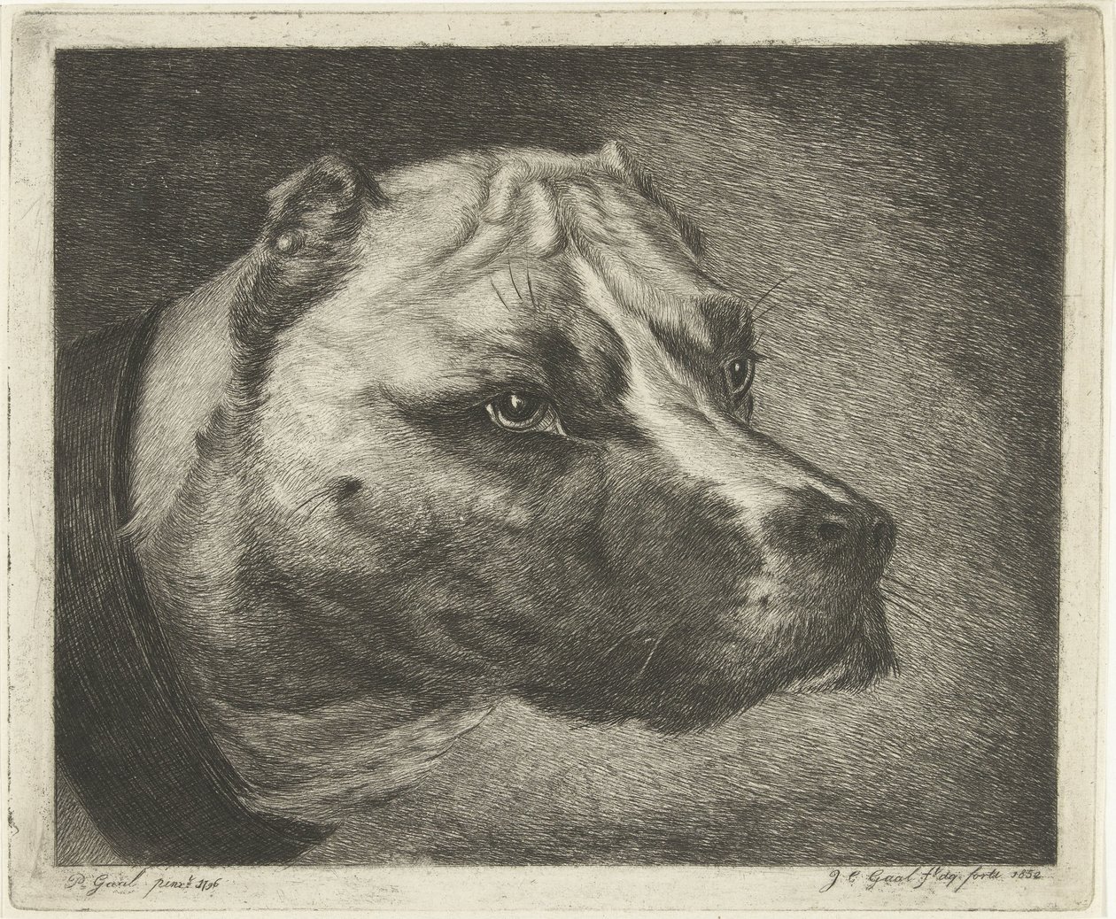 Yakalı köpek kafası by Jacobus Cornelis Gaal