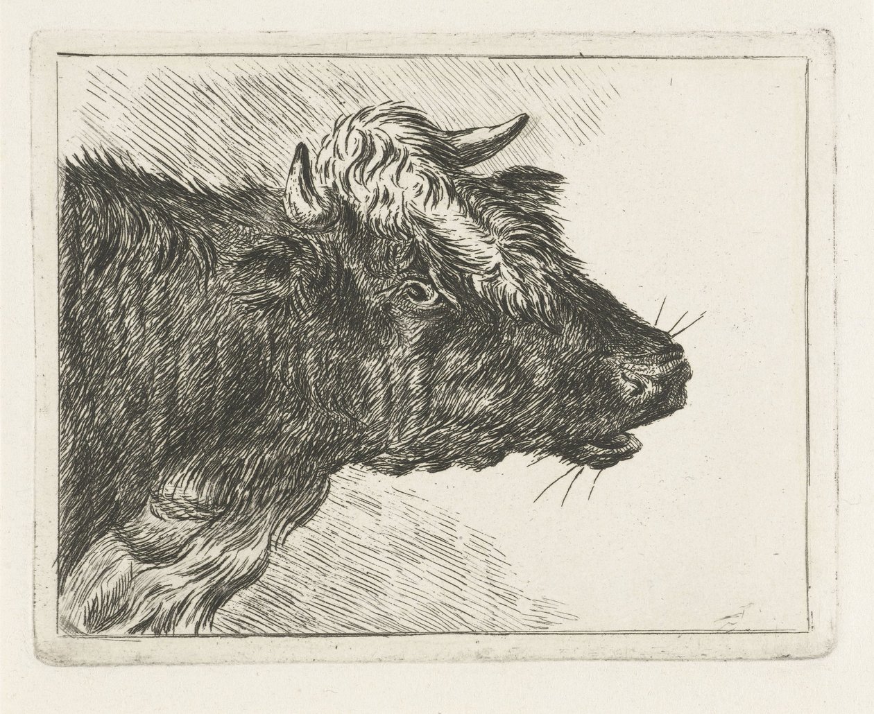 uluyan öküz by Jacobus Cornelis Gaal