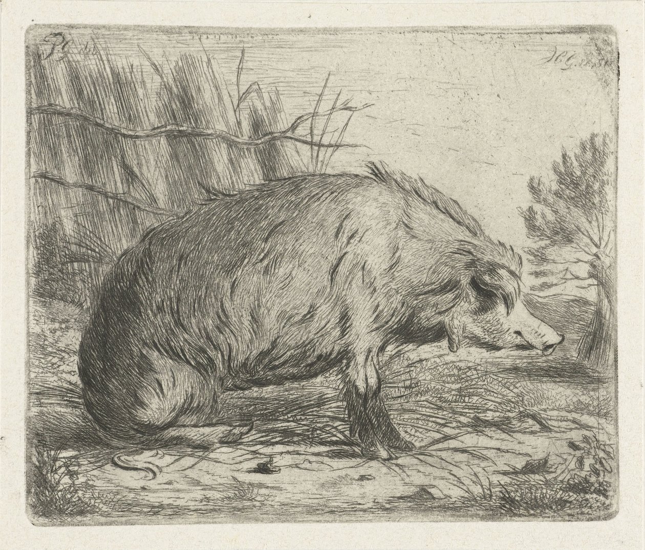oturan yaban domuzu by Jacobus Cornelis Gaal