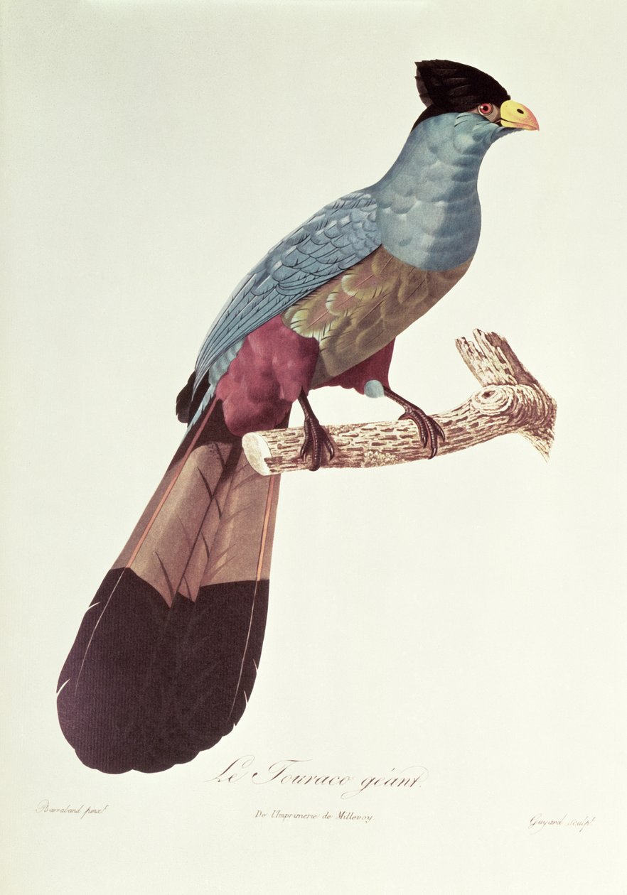 Büyük Turaco by Jacques Barraband
