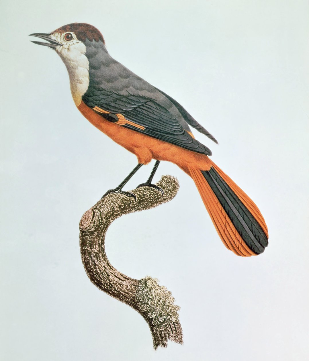 turuncu alakarga by Jacques Barraband