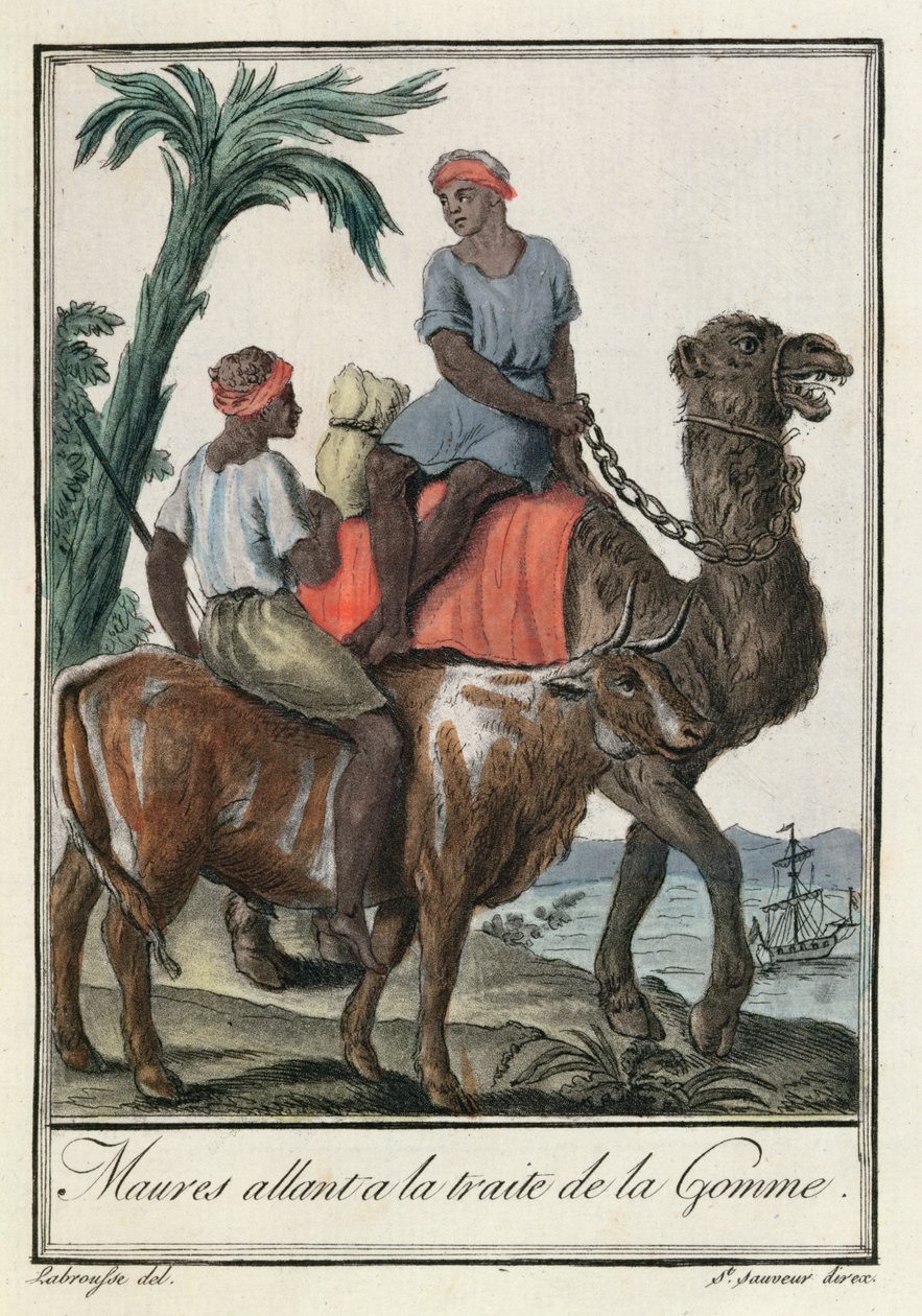 Moores kaçakçılığı sakızı (Moritanya veya Senegambiya), 