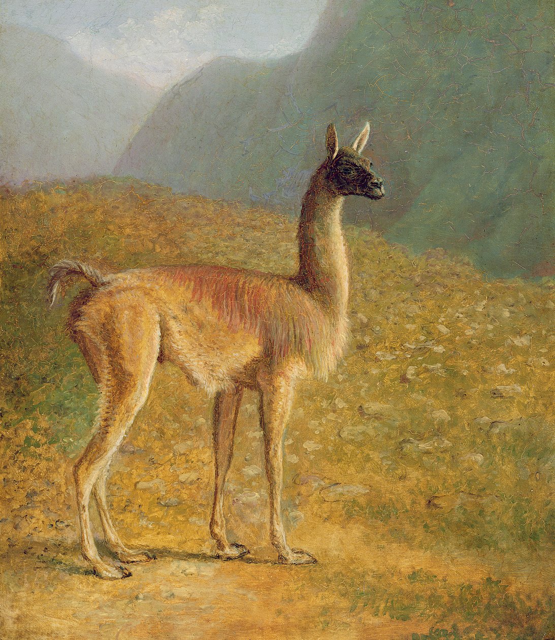 Guanako, c.1848 by Jacques Laurent Agasse