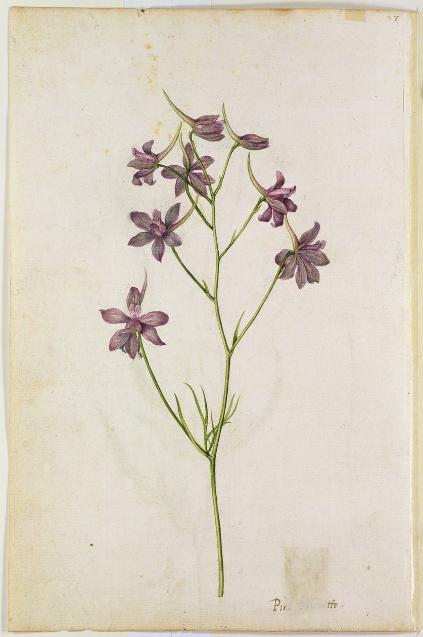 Delphinium ajacis, c.1568 by Jacques Le Moyne