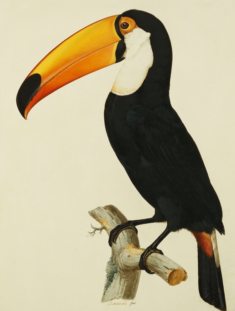 Toco Toco Toucan by Jacques Barraband