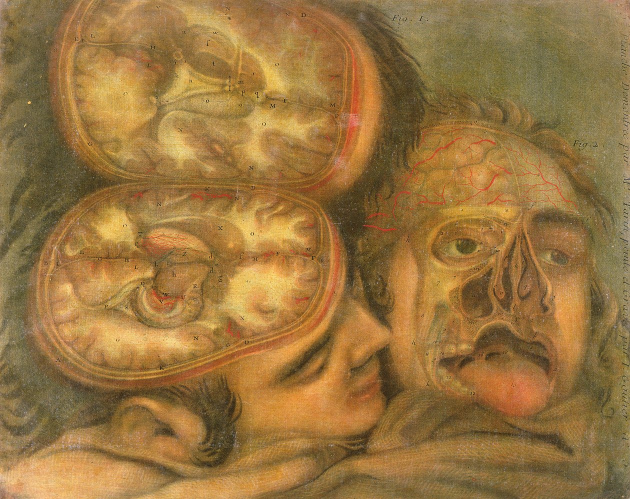 Beynin Kesiti, 1746 by Jacques Fabien Gautier d