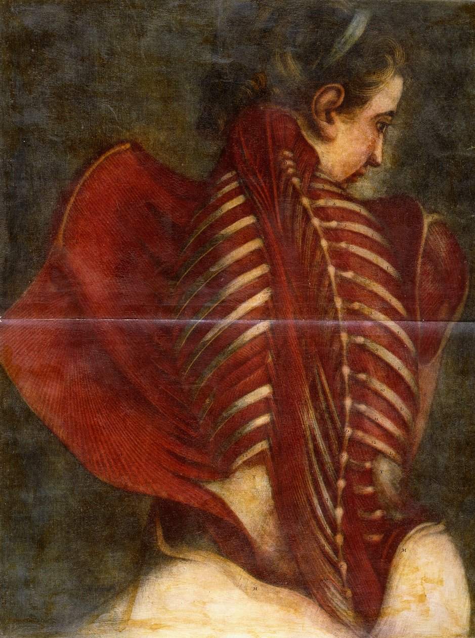 Flayed Angel, c.1745 by Jacques Fabien Gautier dAgoty