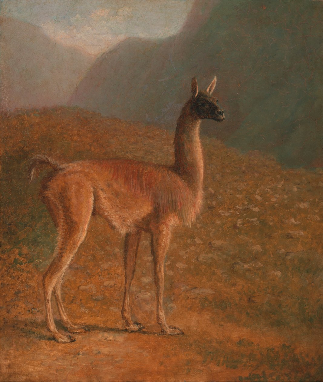 guanako by Jacques Laurent Agasse