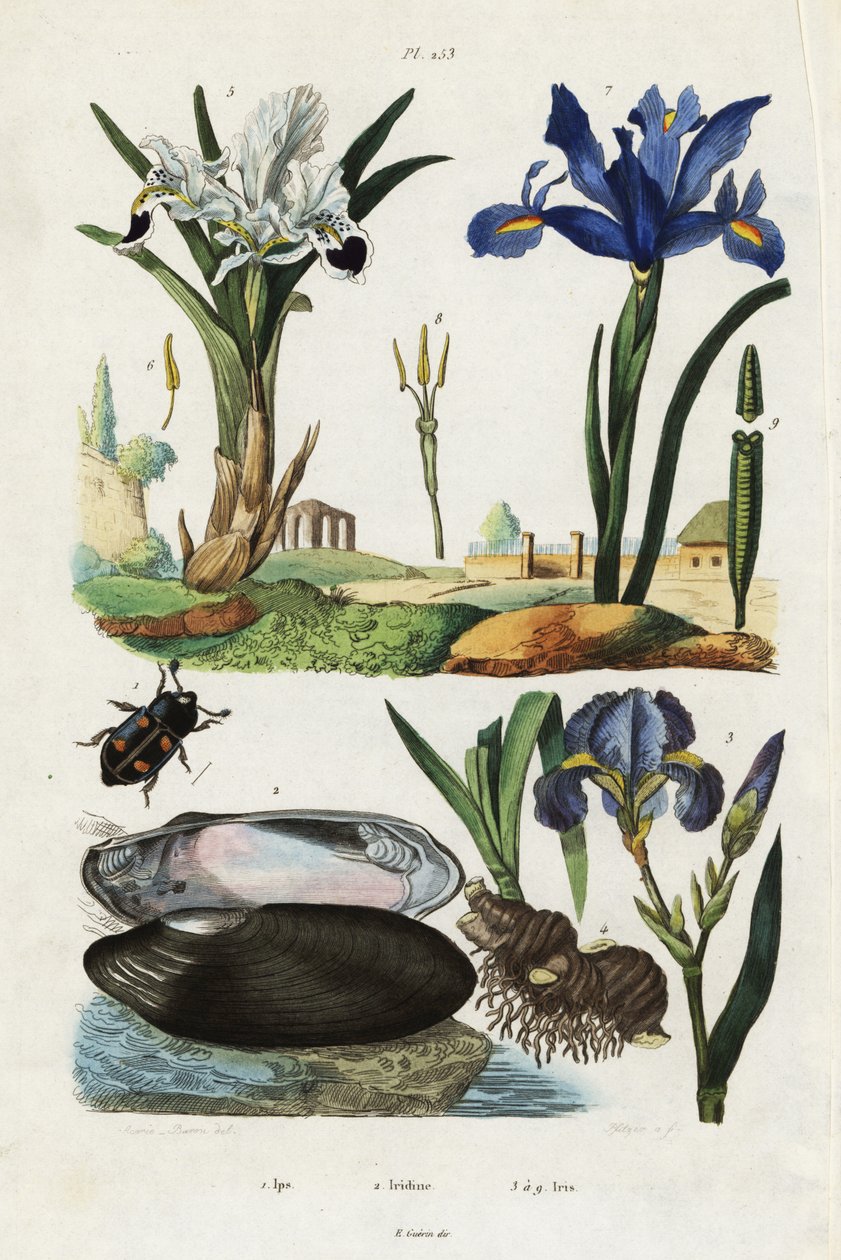 İris, midye ve böceği. by Jacques Reyne Isidore Acarie Baron