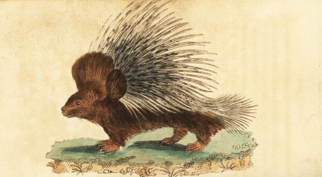 Tepeli kirpi, Hystrix cristata.,1800 (gravür) by Jacques de Seve