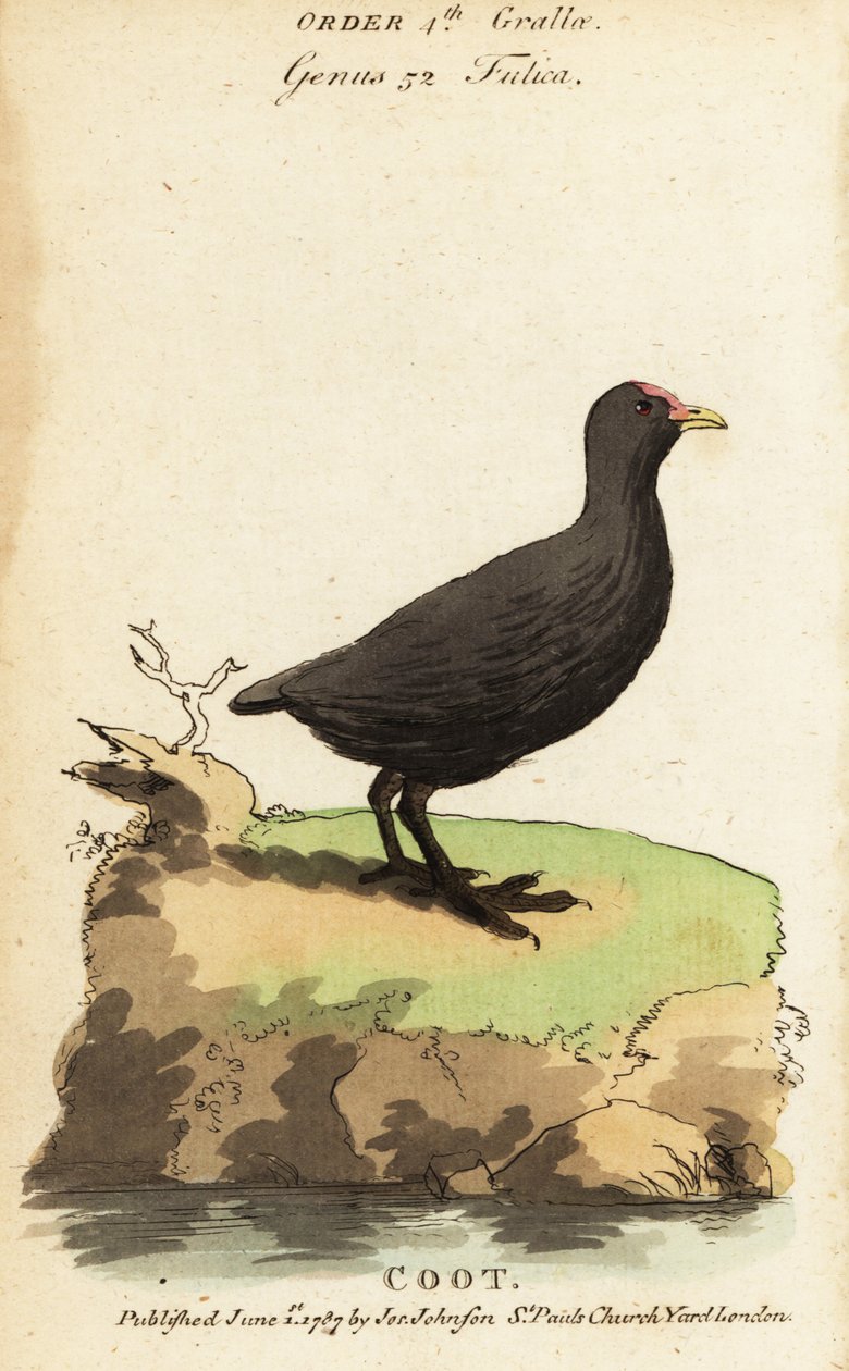 Avrasya tavuğu, Fulica atra by Jacques de Seve