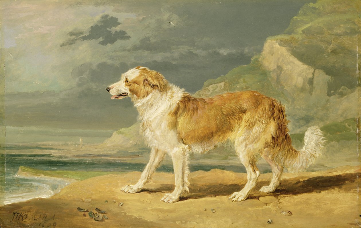 Kaba kaplamalı Collie, 1809 by James Ward