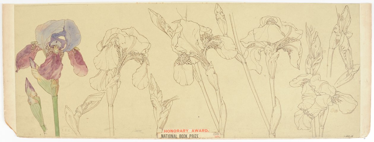 Botanik Çalışmaları, 1900-30 (kağıt üzerinde wc) by James Atherton