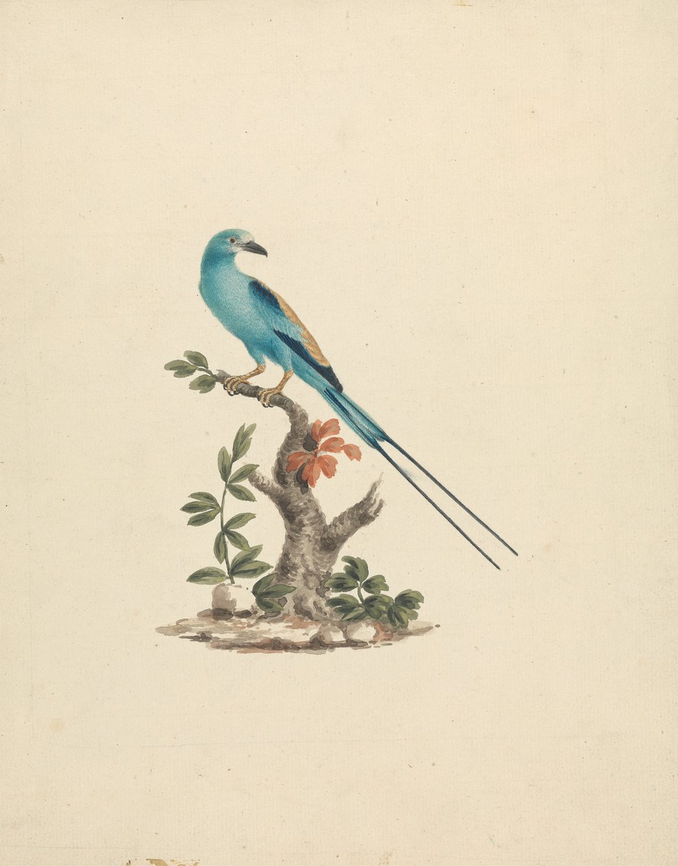 Coracias abyssinicus (Habeş Silindiri) by James Bruce