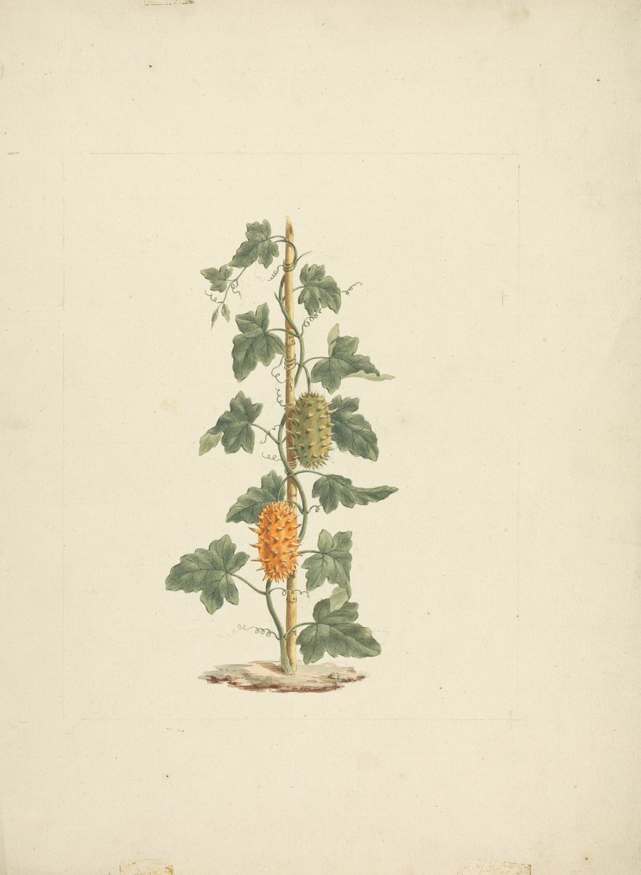 Cucumis metuliferus Naud (Yabani Salatalık): bitmiş çizim by James Bruce