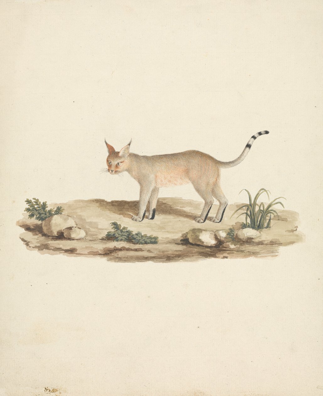 Booted Lynx by James Bruce