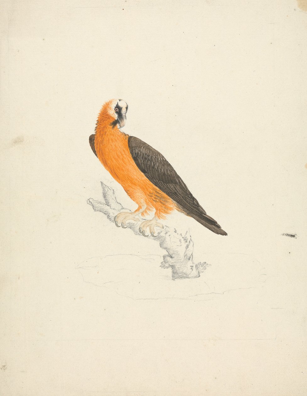 Sakallı akbaba by James Bruce
