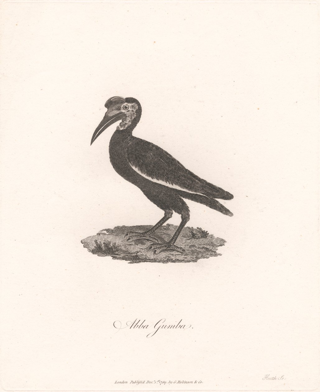 Abba Gumba by James Heath