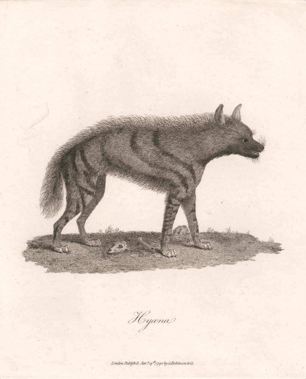 sırtlan by James Heath
