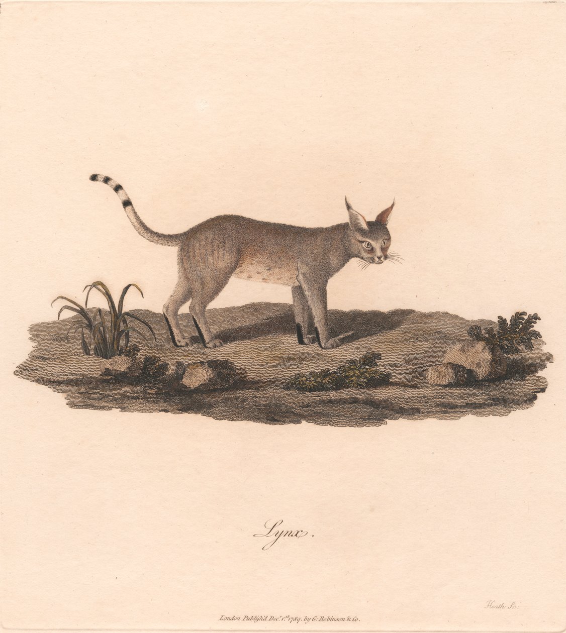 Vaşak by James Heath