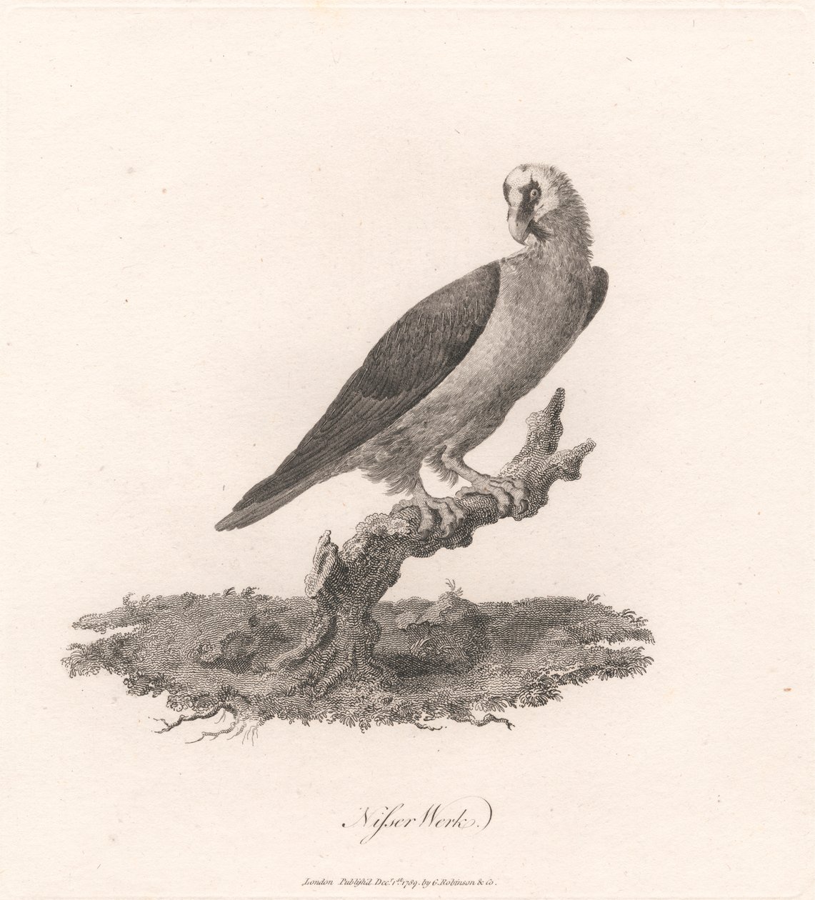 Nisser Çalışması by James Heath