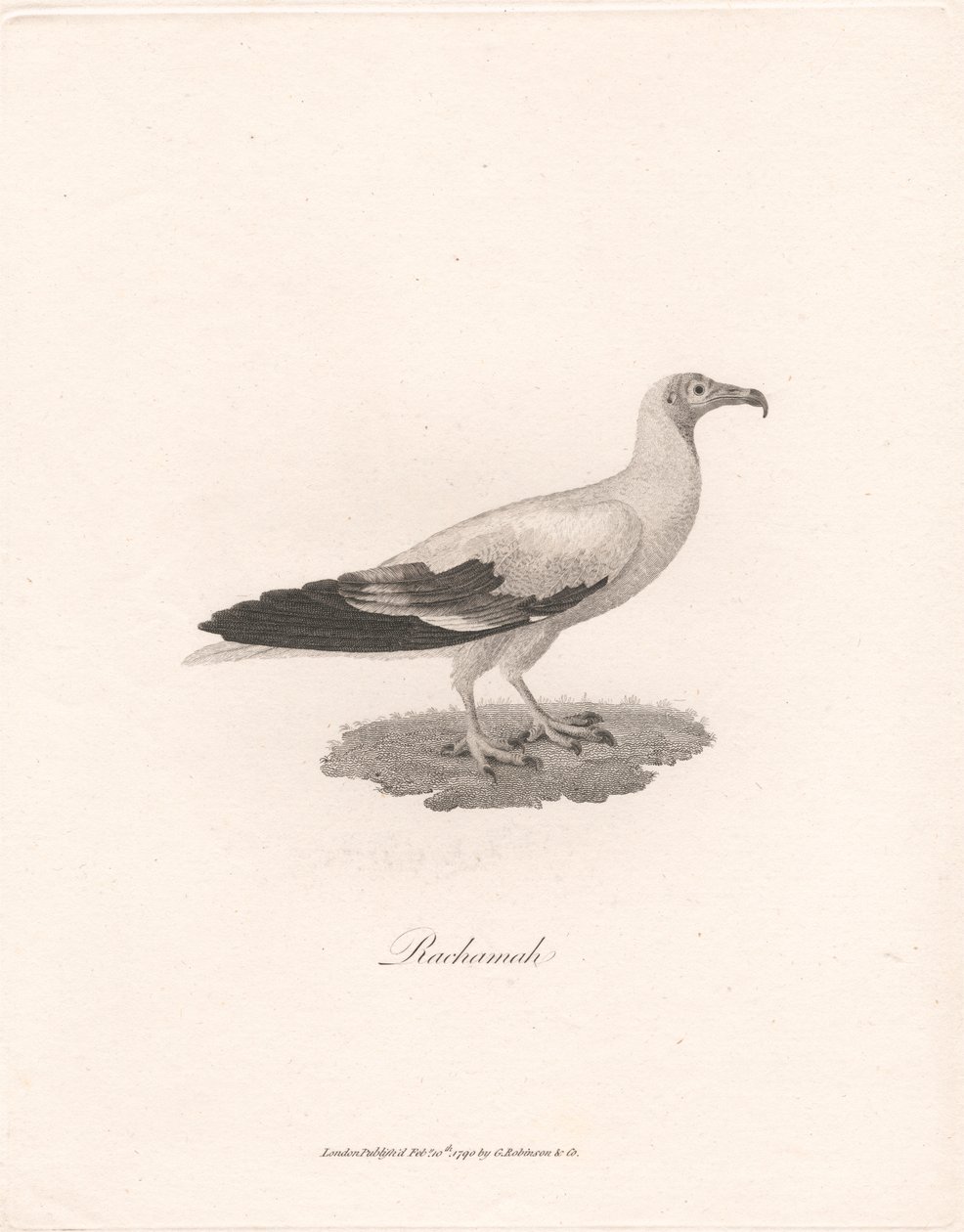 rahamah by James Heath