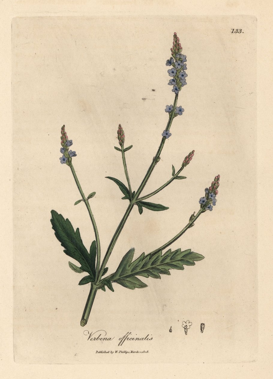 Mavi çiçekli mine çiçeği, Verbena officinalis by James Sowerby