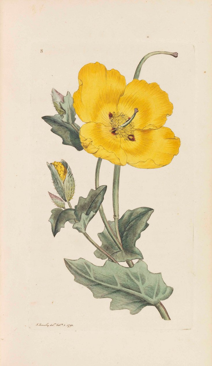 İngiliz Botaniği, 1790-1800. by James Sowerby