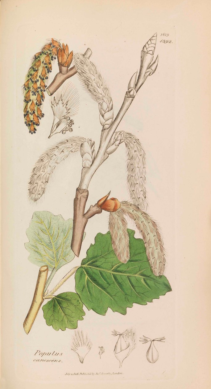 İngiliz Botaniği, 1790-1800. by James Sowerby