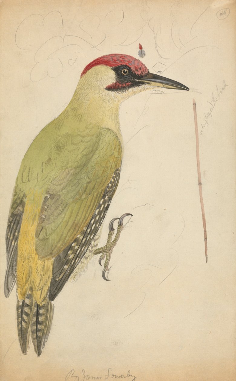 Avrupa Yeşil Ağaçkakan by James Sowerby