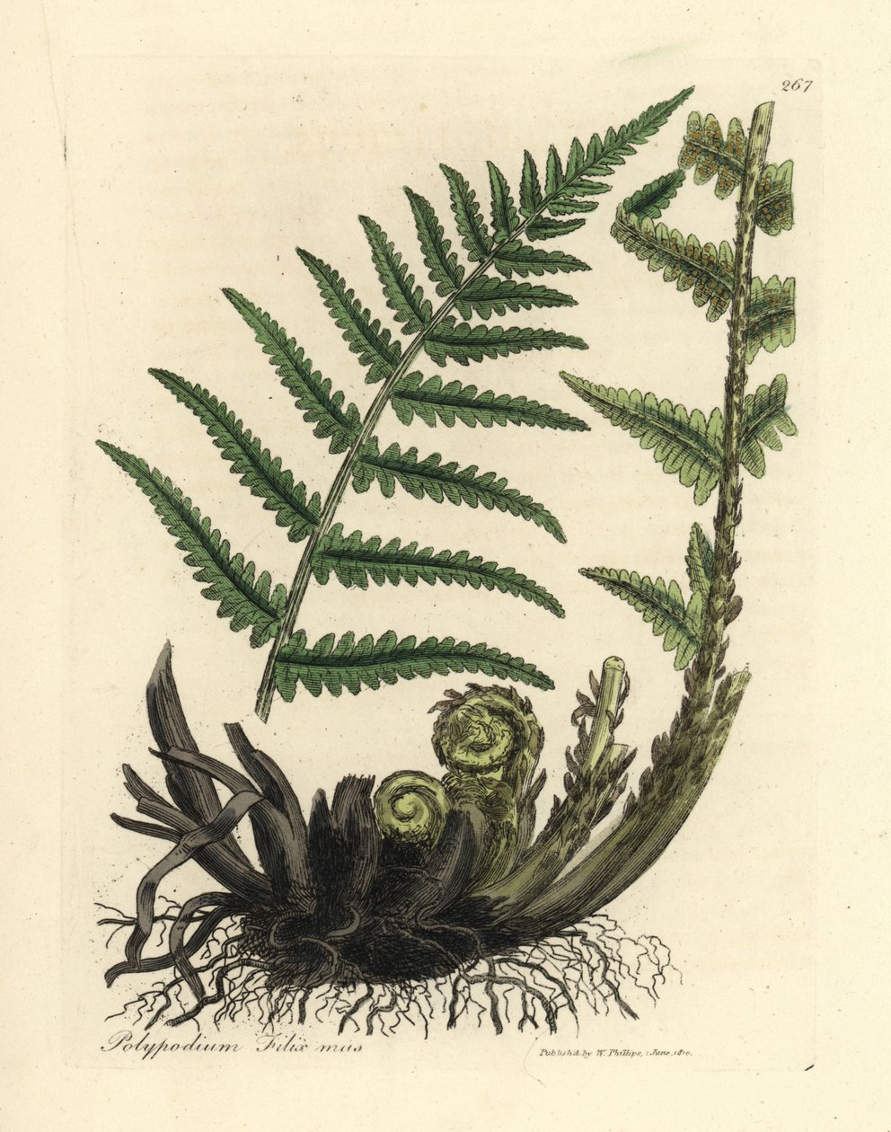 Erkek polypody eğrelti otu, Polypodium filix erkek by James Sowerby