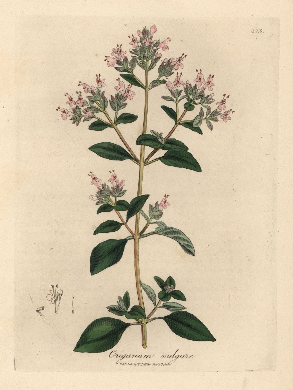 Pembe çiçekli yabani mercanköşk, Origanum vulgare by James Sowerby