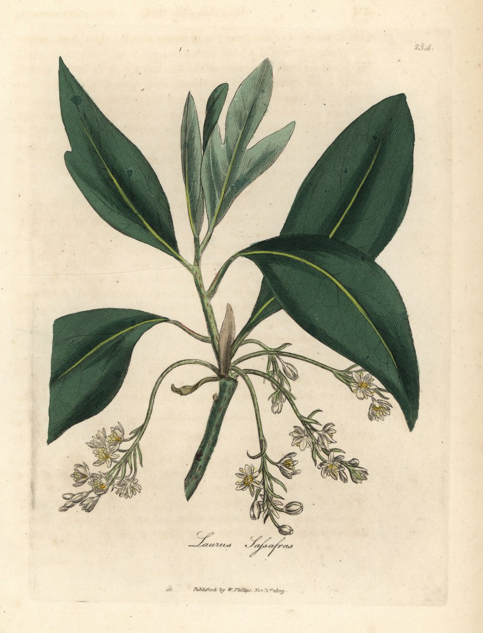 Sassafras ağacı, Laurus sassafras by James Sowerby