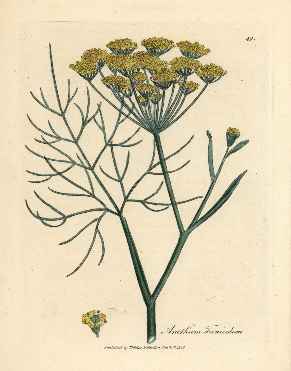 Sarı çiçekli rezene, Anethum foeniculum by James Sowerby