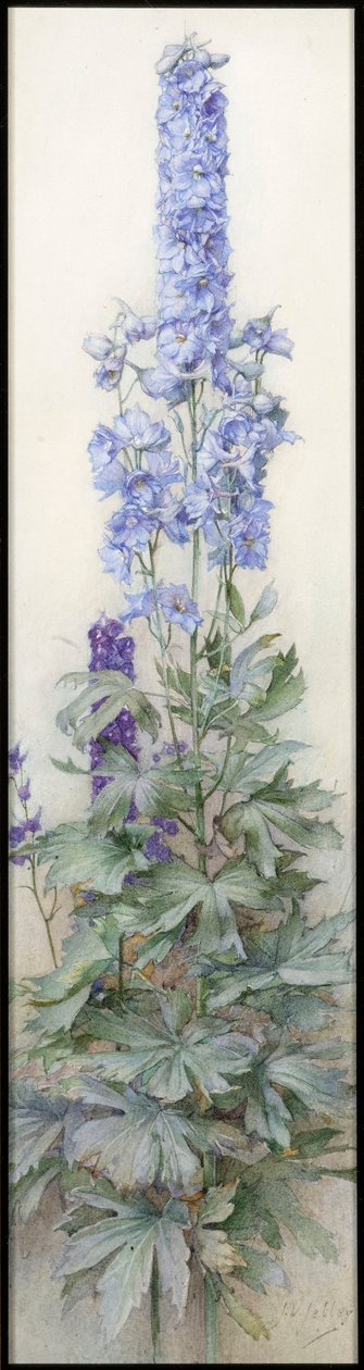 Delphiniumlar, c.1920 by James Valentine Jelley