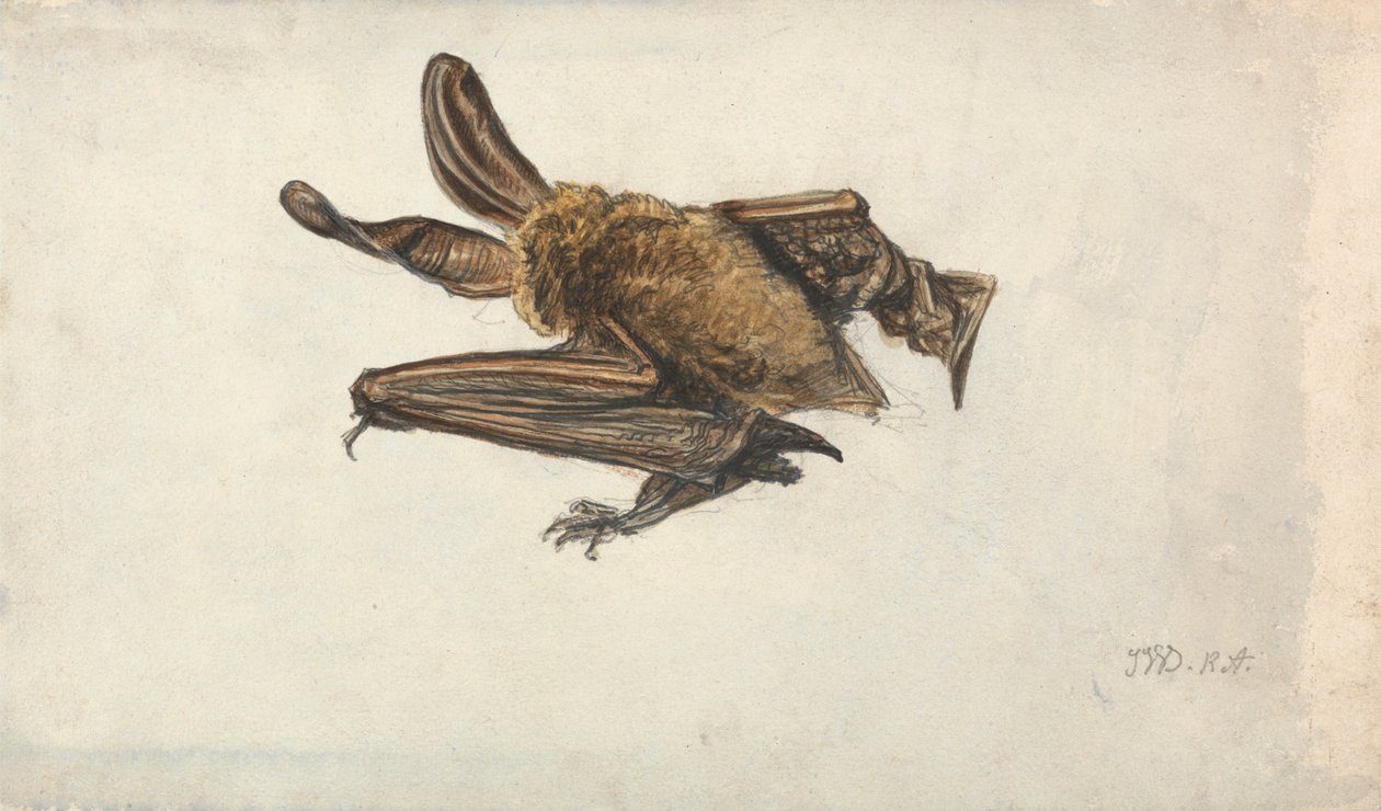 Kahverengi uzun kulaklı bir yarasa (Plecotus auritus) by James Ward
