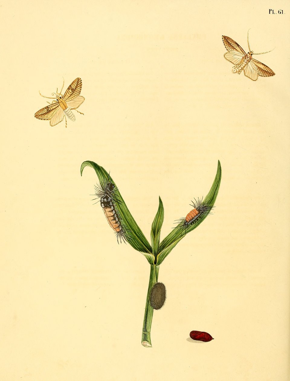 Phalaena rhomboidea olarak tanımlanan tanımlanamayan kelebek by Jan Christiaen Sepp
