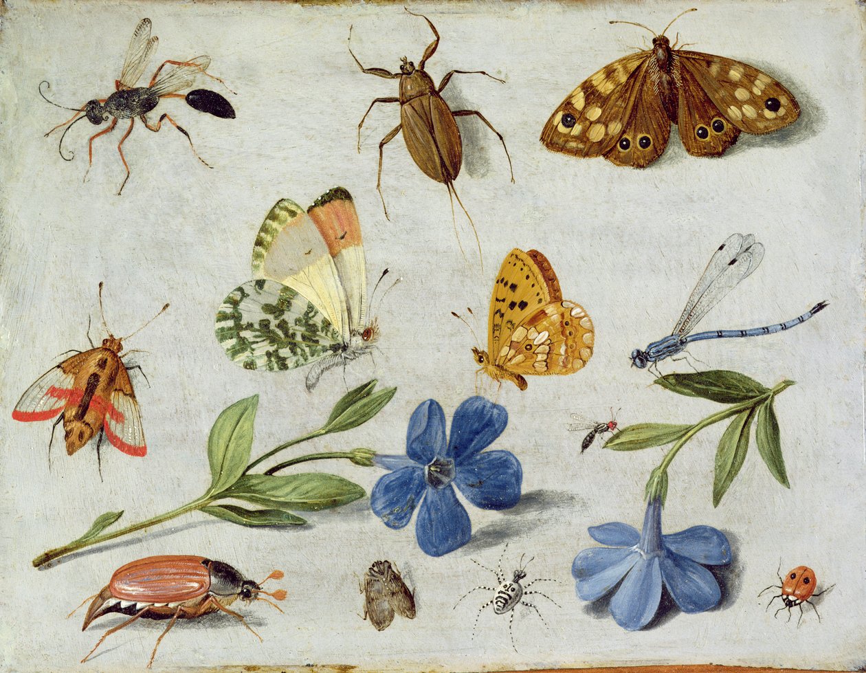 Böcekler (bakır üzerine yağ) by Jan van Kessel the Elder