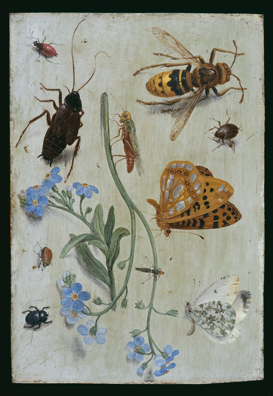 Böcekler (bakır üzerine yağ) by Jan van Kessel the Elder