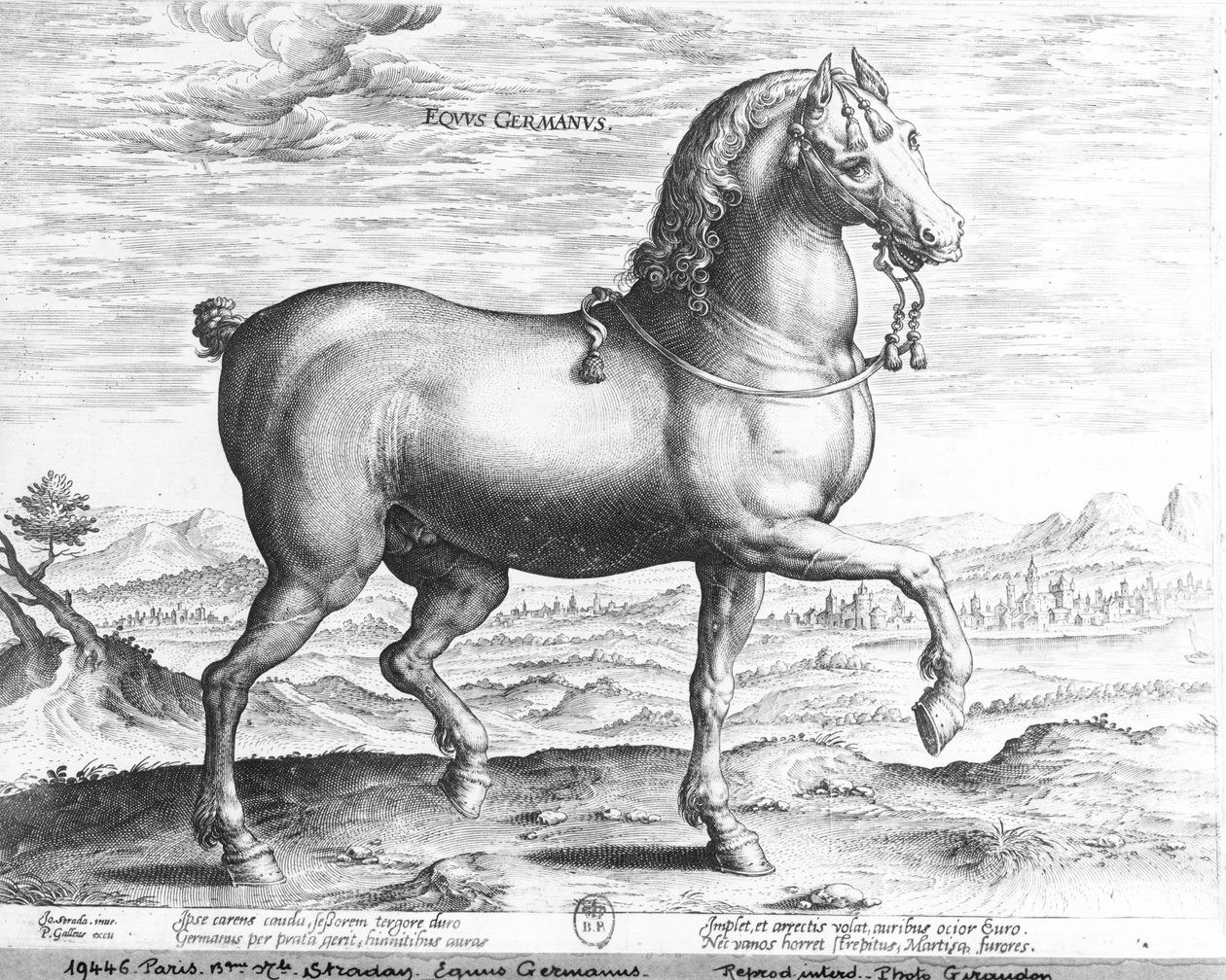 Alman atı by Jan van der Straet