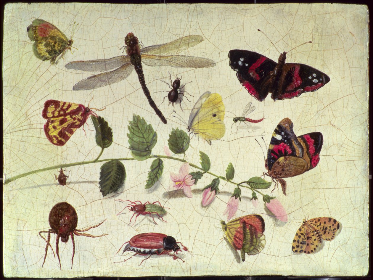 Kelebekler, Böcekler ve Çiçekler (panel) by Jan van Kessel the Elder