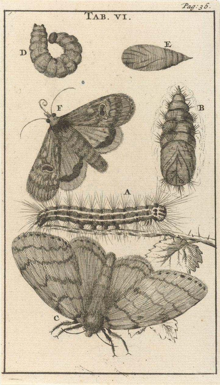 Tırtıllar, Pupa ve Kelebekler VI by Jan Luyken