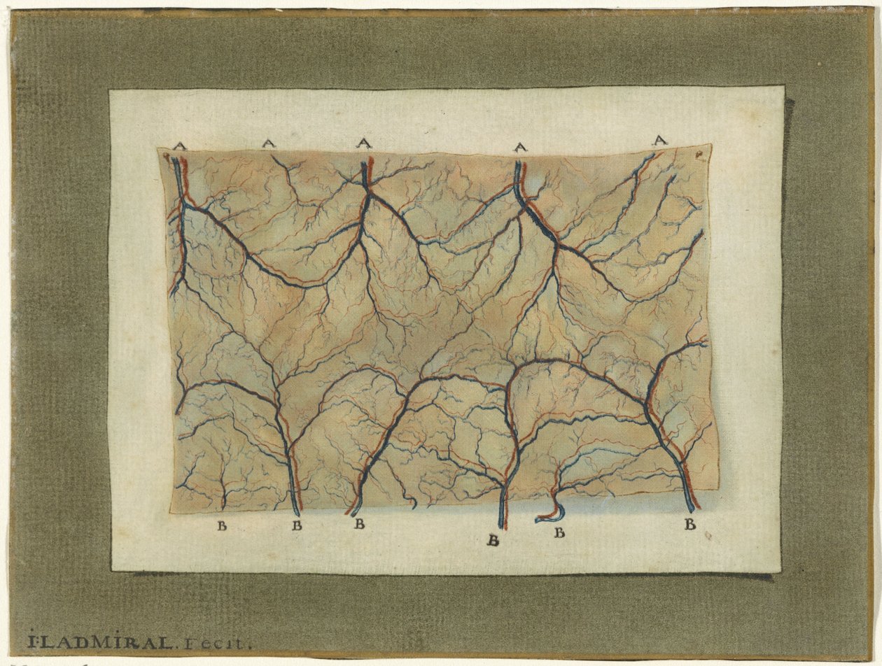 Vasküler sistemin anatomik çalışması by Jan l