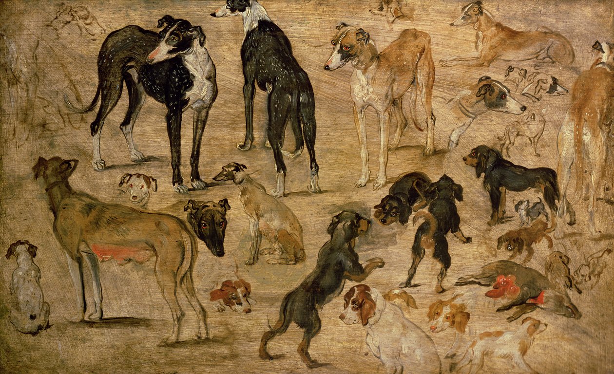 Hounds Çalışması, 1616 by Jan the Elder Brueghel